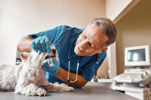 Best Emergency Dental Care for Sports Injuries in Basile, LA